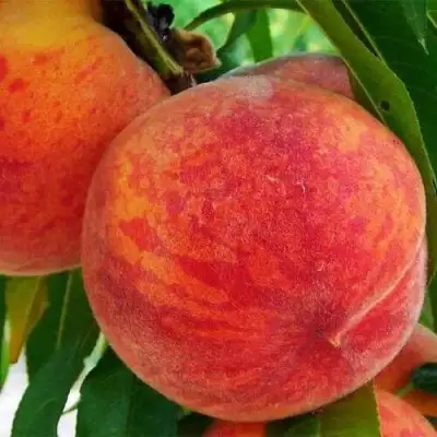 Персик ЗОЛОТОЙ ЮБИЛЕЙ в Дзержинске