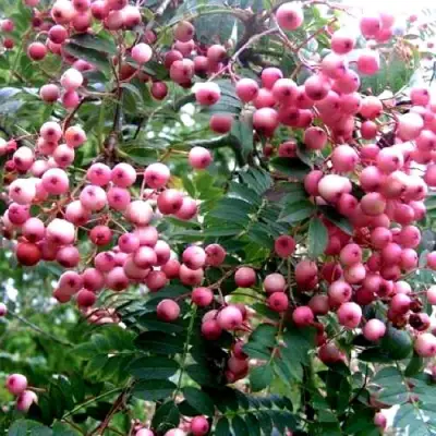 Рябина COREAL сладкоплодная  в Дзержинске