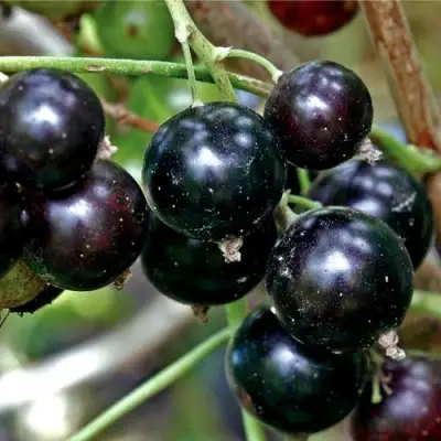 Смородина чёрная ЧЕРЕШНЁВАЯ в Дзержинске