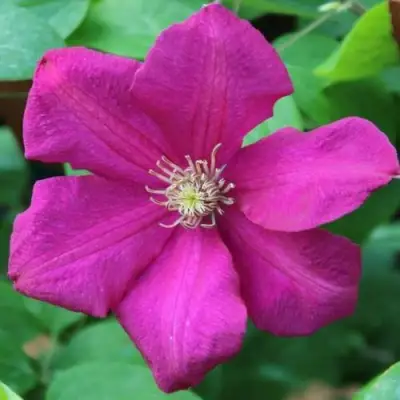 Клематис ЭРНЕСТ МАРКХАМ в Дзержинске