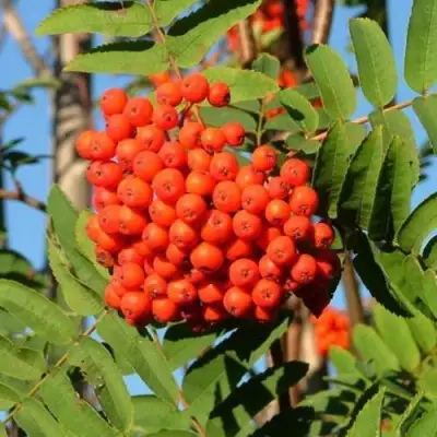 Рябина САХАРНАЯ ПЕТРОВА сладкоплодная в Дзержинске