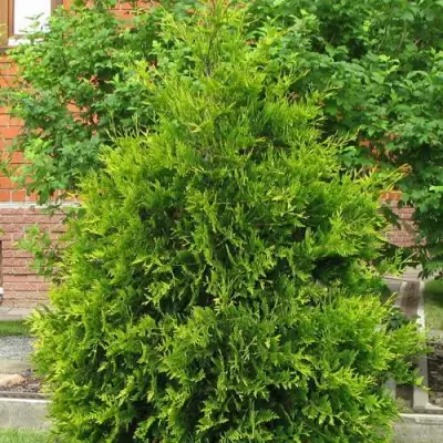 Туя АНЯ (АНИЕ) западная в Дзержинске