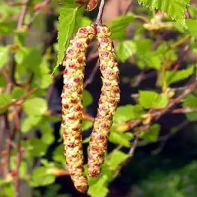 Береза бородавчатая в Дзержинске