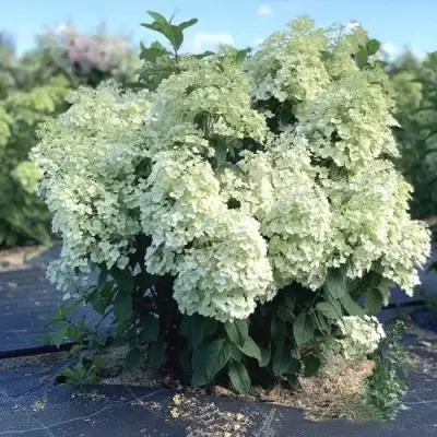 гортензия метельчатая бобо