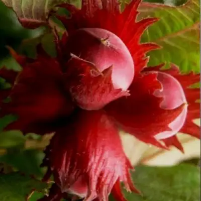 Фундук БАГРЯНЕЦ в Дзержинске