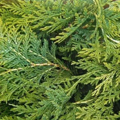 Кипарисовик ЭЛВУДИ ЭМПАЙР лавсона в Дзержинске