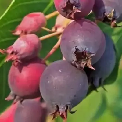 Ирга MANDAN в Дзержинске