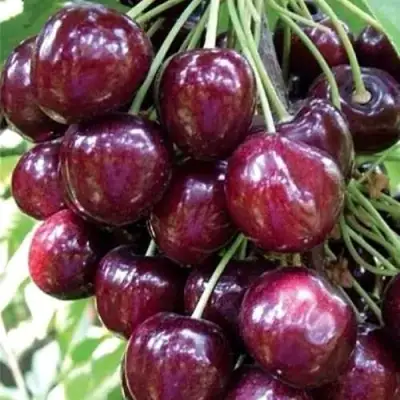 Черешня СИЛЬВИЯ колоновидная в Дзержинске