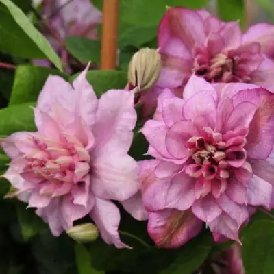 Клематис ИННОСЕНТ ГЛАНС в Дзержинске