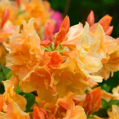 Азалия ЧАРДАШ листопадная в Дзержинске