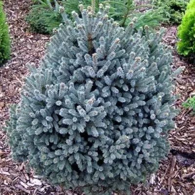 Ель НАНА сизая в Дзержинске