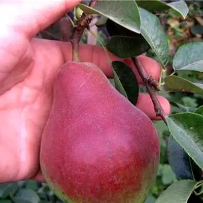 Груша РУМЯНАЯ КЕДРИНА в Дзержинске