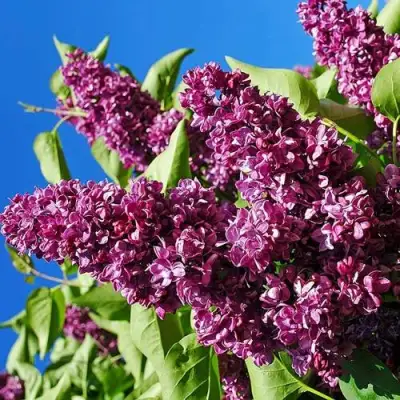 Сирень ЧАРЛЬЗ ДЖОЛИ в Дзержинске