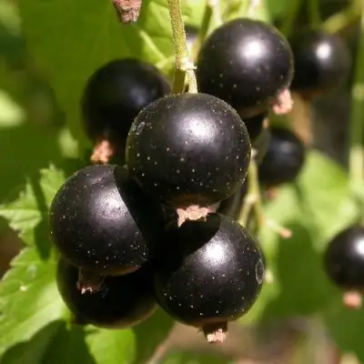 Смородина чёрная БИНАР в Дзержинске