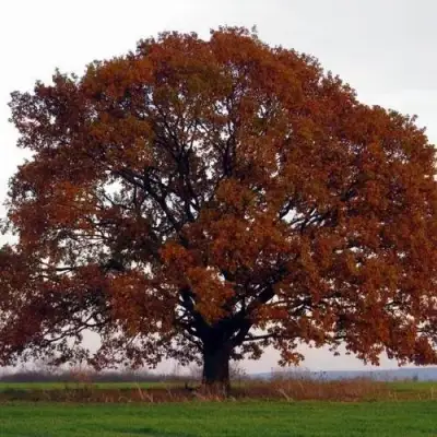 Дуб скальный в Дзержинске