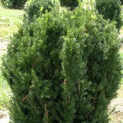 Тис ХИКСИ средний в Дзержинске