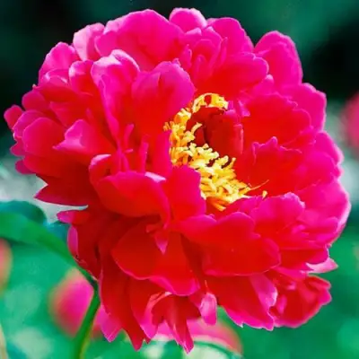 Пион ХРАБРЫЙ ВОИН травянистый в Дзержинске