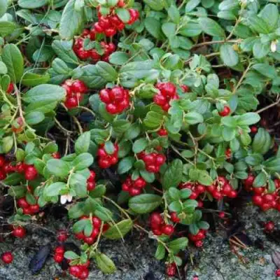 Брусника ЭРТЕЗЕГЕН в Дзержинске