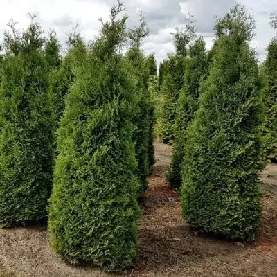Туя ХОЛМСТРУП западная в Дзержинске