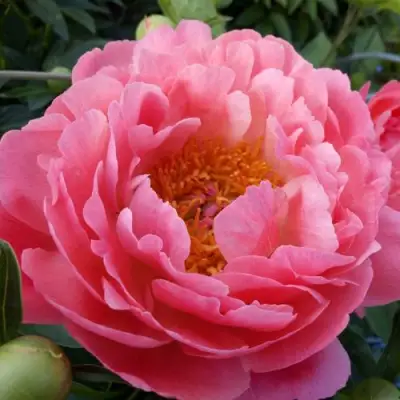 Пион КОРАЛ САНСЕТ травянистый в Дзержинске