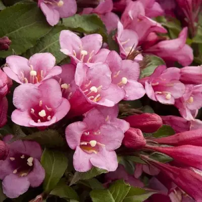 Вейгела ФЛОРИДА в Дзержинске