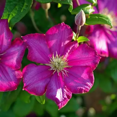 Клематис КАРМЕНСИТА в Дзержинске