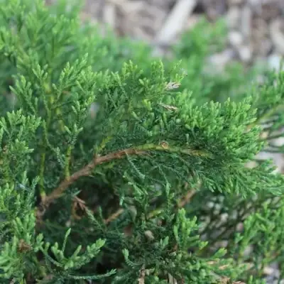 Можжевельник РОКЕРИ ДЖЕМ казацкий  в Дзержинске