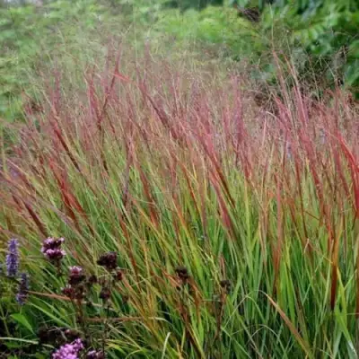 Просо РЕБРАУН прутьевидное в Дзержинске