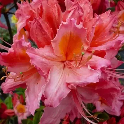 Азалия ПИНК ДЕЛАЙТ листопадная	 в Дзержинске