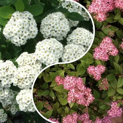 Комплект ТАЛАНТЛИВЫЙ САДОВОД в Дзержинске