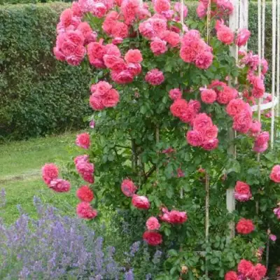 Роза РОЗАРИУМ ЮТЕРСОН плетистая в Дзержинске