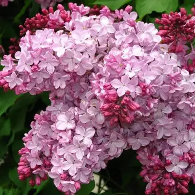 Сирень ЭСТЕР СТЕЙЛИ в Дзержинске