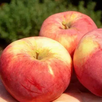 Яблоня ОРЛОВИМ в Дзержинске