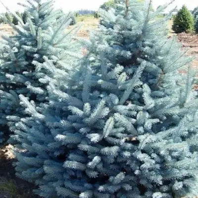 Ель ГЛАУКА колючая в Дзержинске