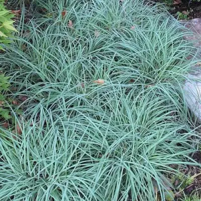 Осока БЛЮ ЗИНГЕР в Дзержинске