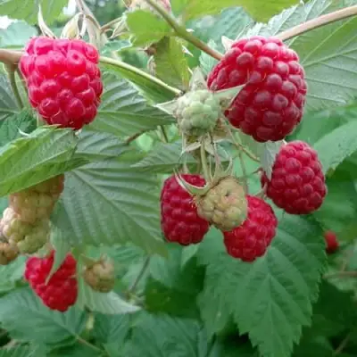 Малина ПРОСТО ПРЕЛЕСТЬ (СТОЛЕШНИК) в Дзержинске