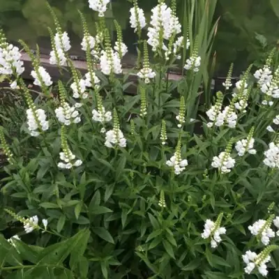 Физостегия АЛЬБА виргинская в Дзержинске