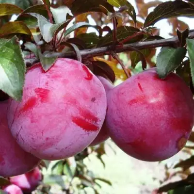 Слива ЛАМА в Дзержинске