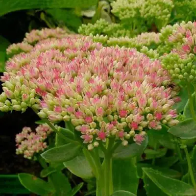 Очиток (седум) БРИЛЛИАНТ в Дзержинске