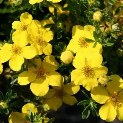 Лапчатка ХАКМАНС ГИГАНТ кустарниковая в Дзержинске