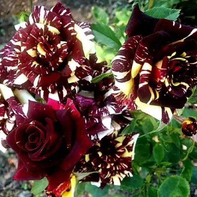 Роза ФОКУС ПОКУС флорибунда в Дзержинске