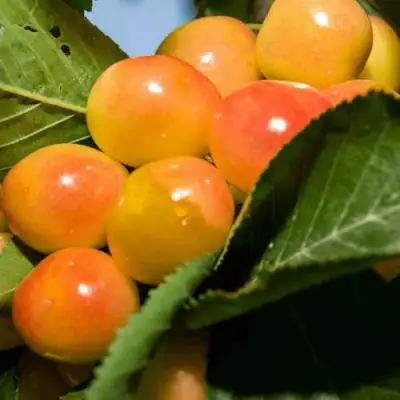 Дюк (черевишня) БЕЛОЧКА в Дзержинске