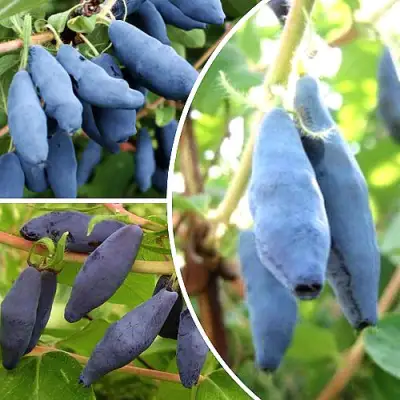 Комплект СЛАДКИЕ ХИТЫ в Дзержинске