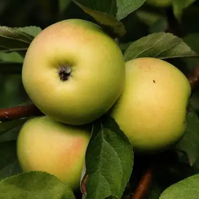 Яблоня ДАНИЛА в Дзержинске