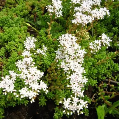 Очиток (седум) ХЛОРОТИКУМ белый в Дзержинске