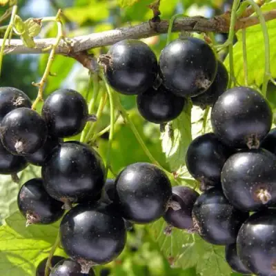 Смородина чёрная НЕСТЕР КОЗИН в Дзержинске