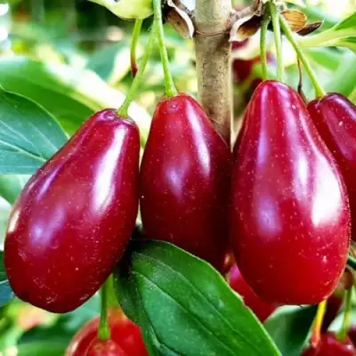 Кизил ВЛАДИМИРСКИЙ в Дзержинске