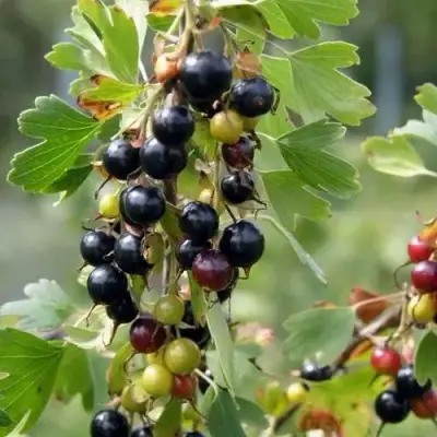 Смородина золотистая ПЛОТНОМЯСАЯ в Дзержинске