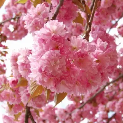 САКУРА  в Дзержинске