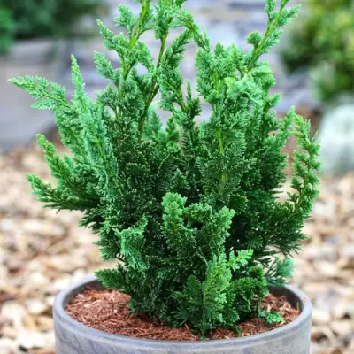 Кипарисовик ВИСЕЛЛИ лавсона в Дзержинске